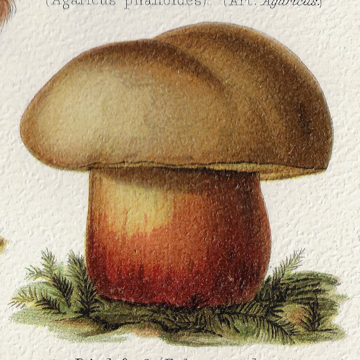 Mushrooms Poster Mushrooms Poster