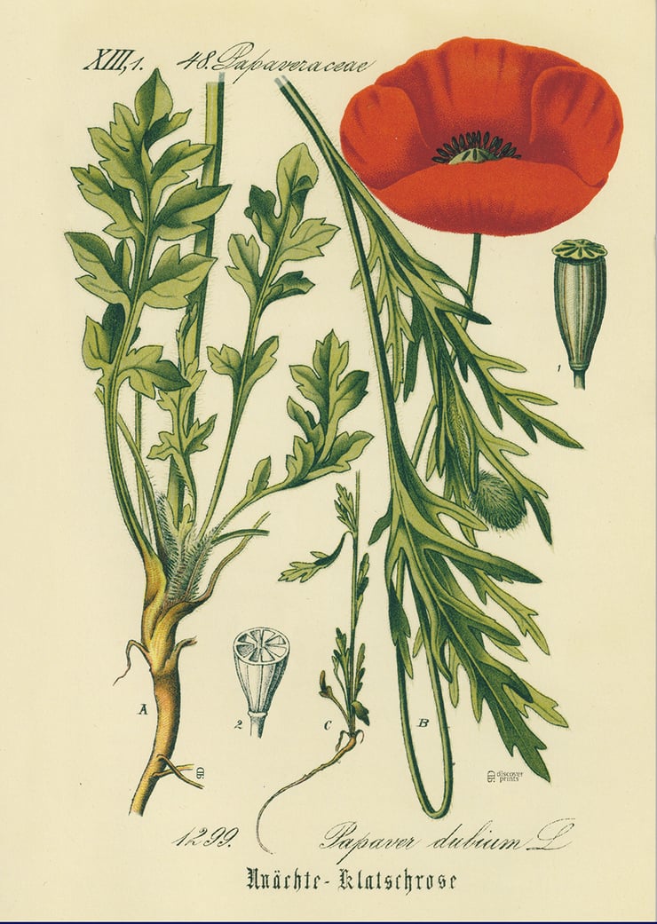 Poppy Poster Poppy Poster