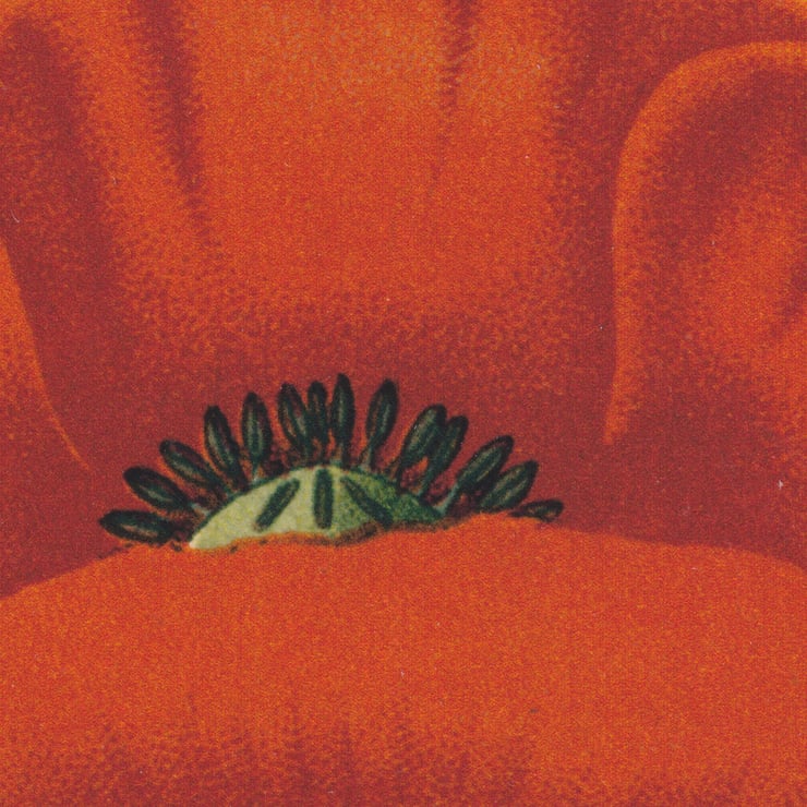 Poppy Poster Poppy Poster