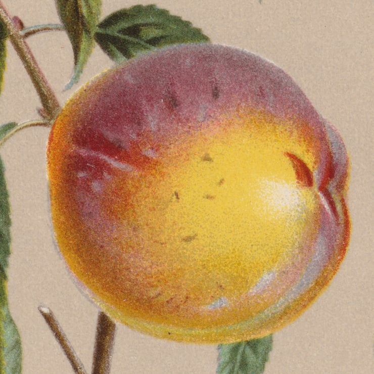Stone Fruit Poster Stone Fruit Poster
