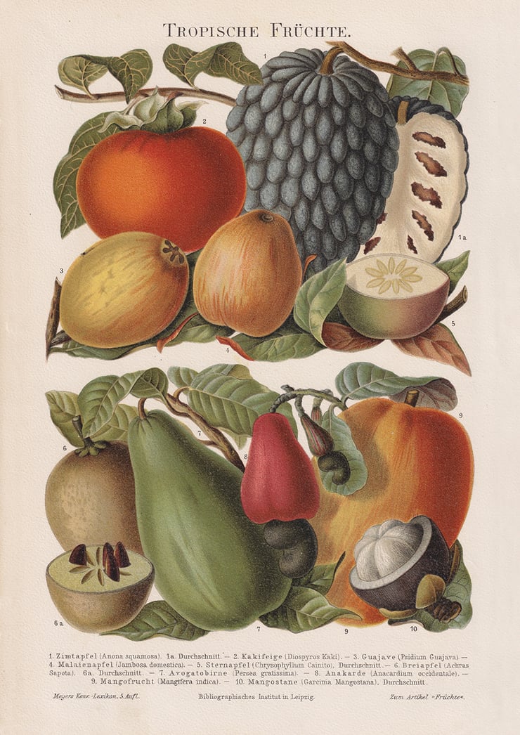 Tropical Fruits Poster Tropical Fruits Poster