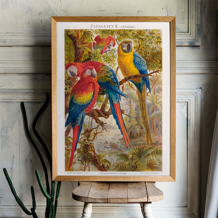 Parrots II Parrots II