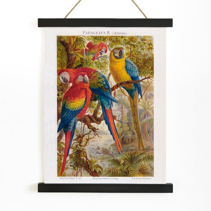 Parrots II Parrots II