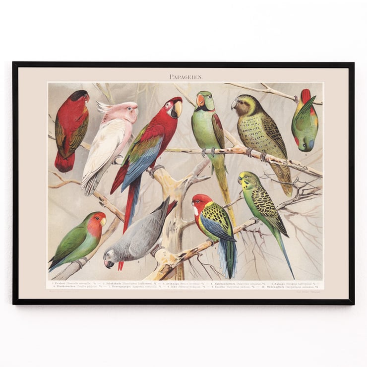 Parrots I Parrots I