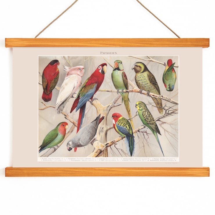Parrots I Parrots I