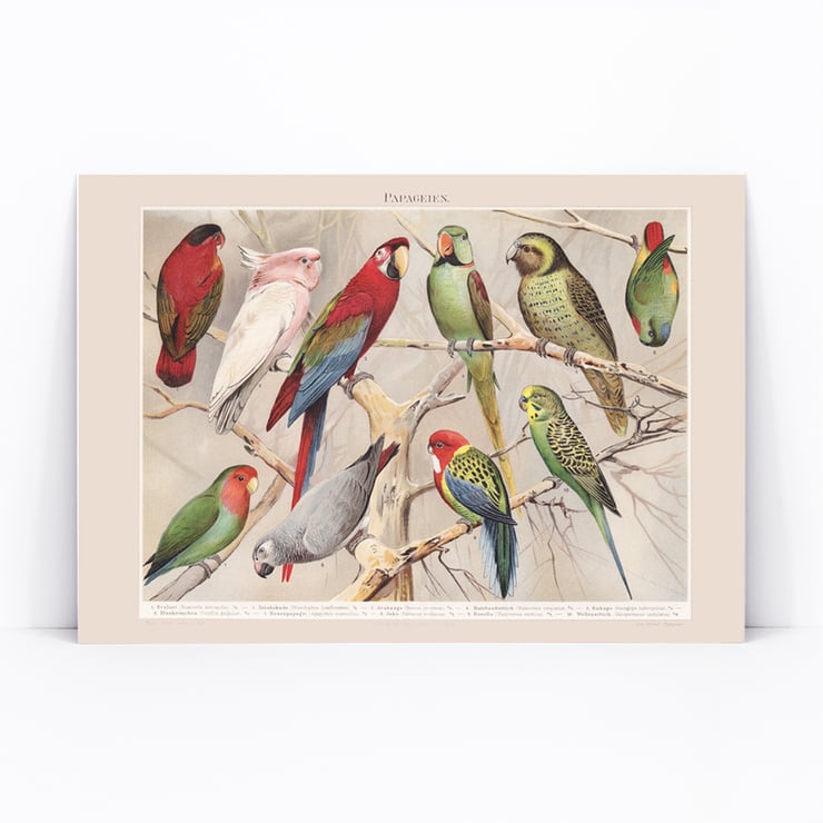 Parrots I Parrots I