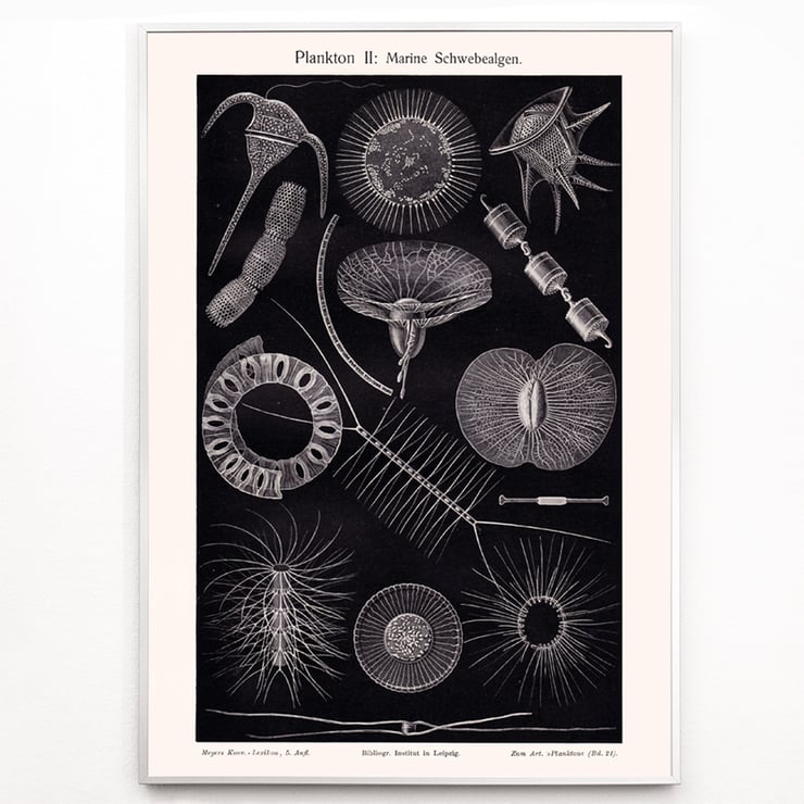 Plankton I Plankton I