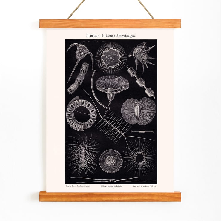Plankton I Plankton I