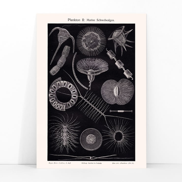 Plankton I Plankton I