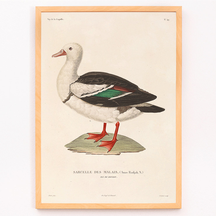 Illustration of a bird by Louis-Isidore Duperrey titled Voyage autour du monde Pl 155 Bird Poster with artwork titled Voyage autour du monde Pl.155 - Bird by Louis-Isidore Duperrey featuring a Sarcelle des Malais bird