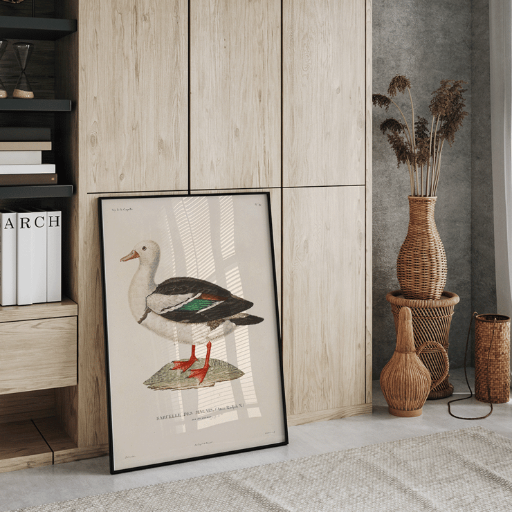 Illustration of a bird by Louis-Isidore Duperrey titled Voyage autour du monde Pl 155 Bird Poster with artwork titled Voyage autour du monde Pl.155 - Bird by Louis-Isidore Duperrey featuring a Sarcelle des Malais bird