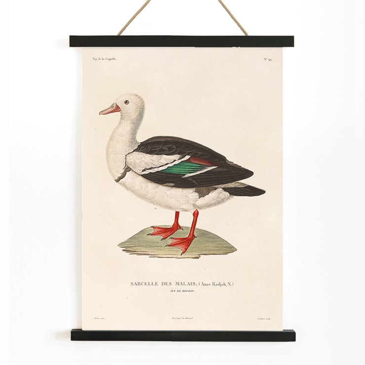 Illustration of a bird by Louis-Isidore Duperrey titled Voyage autour du monde Pl 155 Bird Poster with artwork titled Voyage autour du monde Pl.155 - Bird by Louis-Isidore Duperrey featuring a Sarcelle des Malais bird