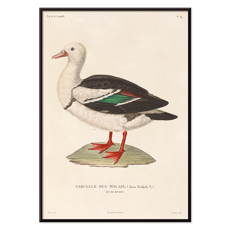 Illustration of a bird by Louis-Isidore Duperrey titled Voyage autour du monde Pl 155 Bird Poster with artwork titled Voyage autour du monde Pl.155 - Bird by Louis-Isidore Duperrey featuring a Sarcelle des Malais bird