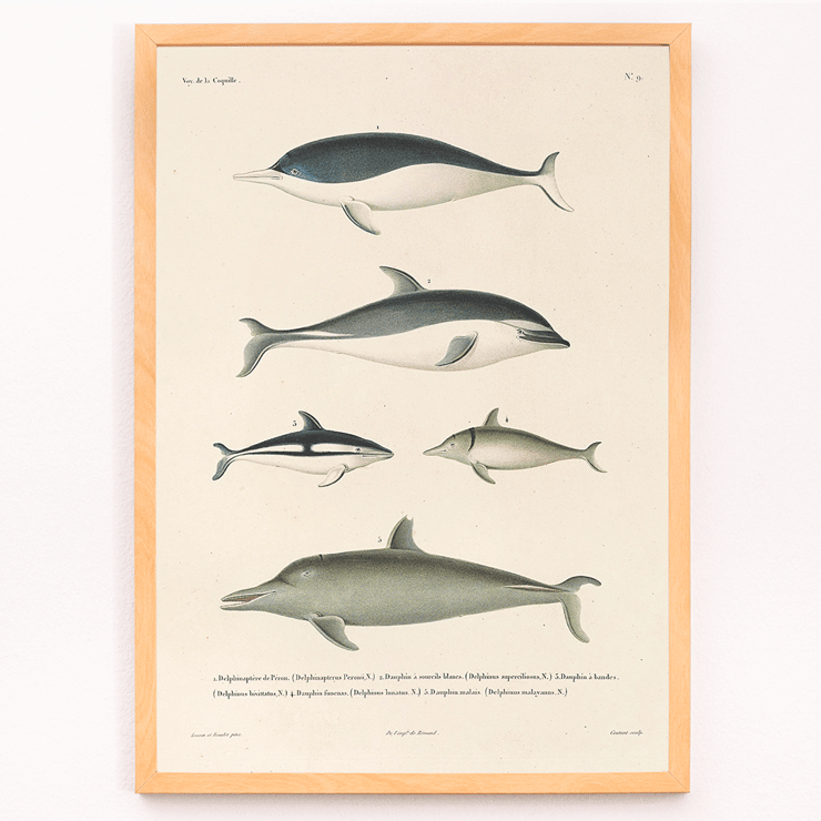 Illustration of different dolphin species by Louis-Isidore Duperrey titled Voyage autour du monde Pl.112 - Dolphins Poster titled Voyage autour du monde Pl.112 Dolphins by Louis-Isidore Duperrey depicting various dolphin species.