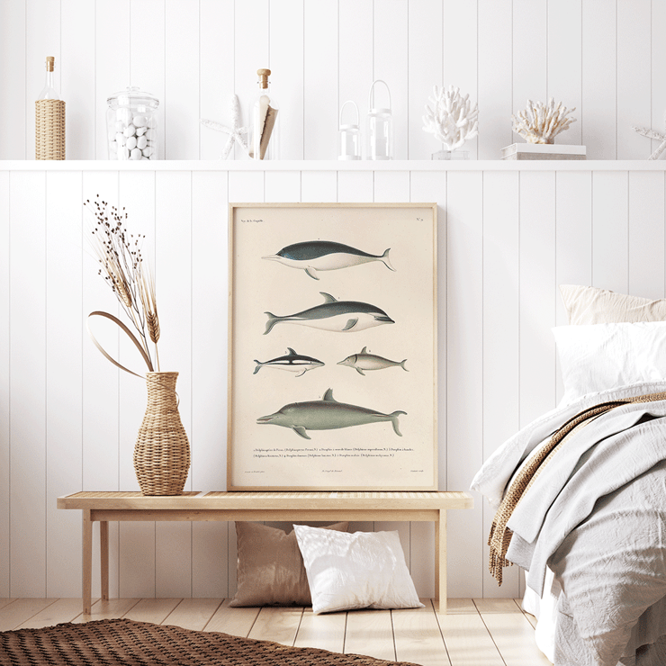 Illustration of different dolphin species by Louis-Isidore Duperrey titled Voyage autour du monde Pl.112 - Dolphins Poster titled Voyage autour du monde Pl.112 Dolphins by Louis-Isidore Duperrey depicting various dolphin species.