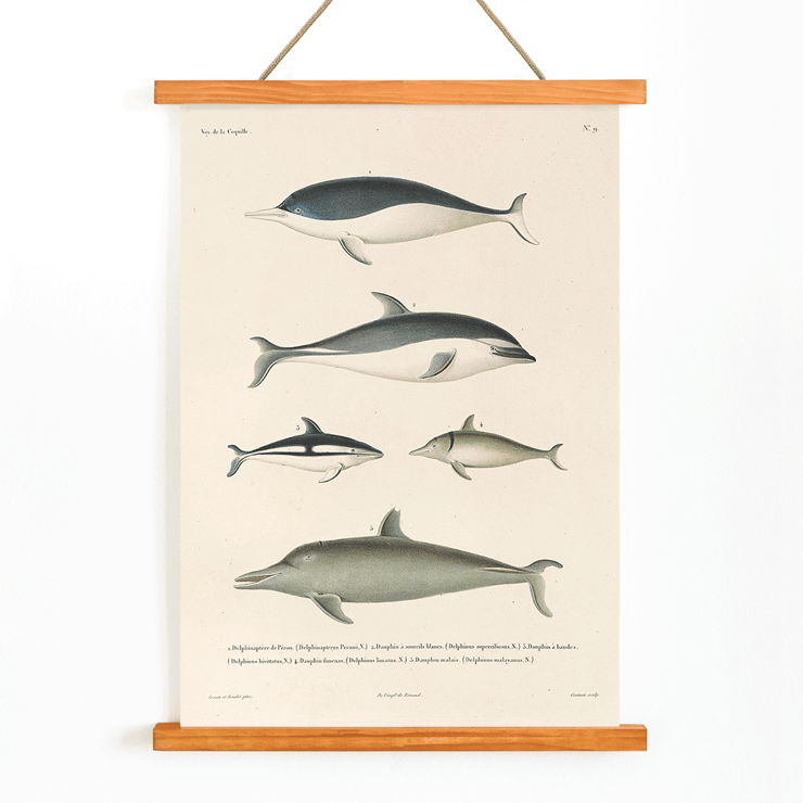 Illustration of different dolphin species by Louis-Isidore Duperrey titled Voyage autour du monde Pl.112 - Dolphins Poster titled Voyage autour du monde Pl.112 Dolphins by Louis-Isidore Duperrey depicting various dolphin species.