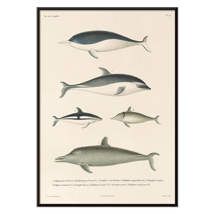 Illustration of different dolphin species by Louis-Isidore Duperrey titled Voyage autour du monde Pl.112 - Dolphins Poster titled Voyage autour du monde Pl.112 Dolphins by Louis-Isidore Duperrey depicting various dolphin species.