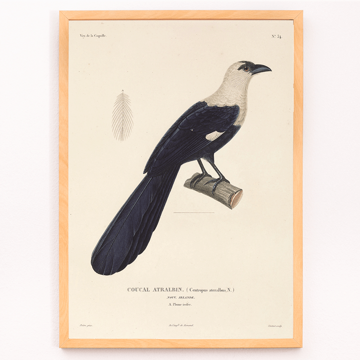 Illustration of a bird perched on a branch by Louis-Isidore Duperrey in Voyage autour du monde Pl.139 Bird Poster of a bird perched on a branch titled Voyage autour du monde Pl 139 Bird by Louis-Isidore Duperrey.