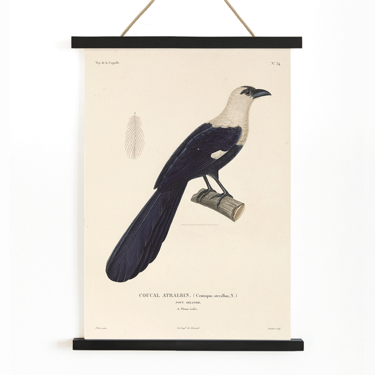 Illustration of a bird perched on a branch by Louis-Isidore Duperrey in Voyage autour du monde Pl.139 Bird Poster of a bird perched on a branch titled Voyage autour du monde Pl 139 Bird by Louis-Isidore Duperrey.