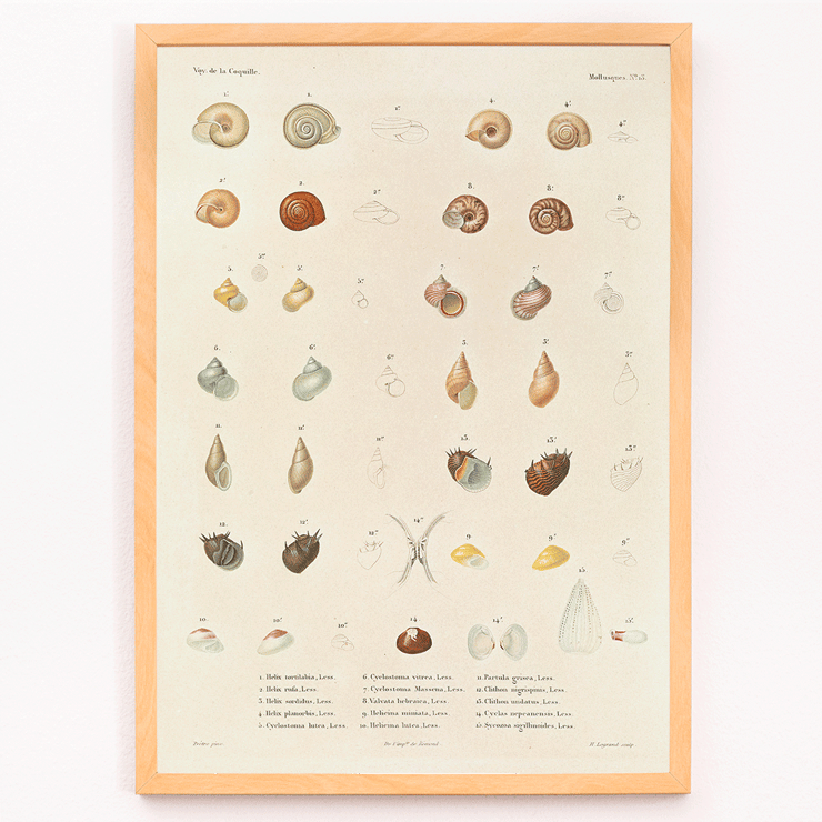 Illustration of sea shells from Voyage autour du monde by Louis-Isidore Duperrey Poster showcasing various sea shells from Voyage autour du monde Pl.058 Sea Shells by Louis-Isidore Duperrey