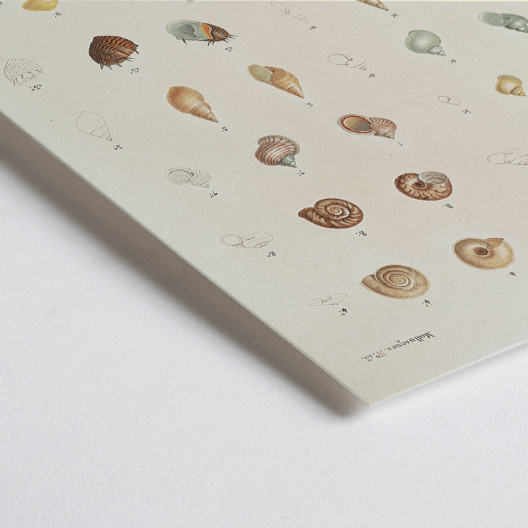 Illustration of sea shells from Voyage autour du monde by Louis-Isidore Duperrey Poster showcasing various sea shells from Voyage autour du monde Pl.058 Sea Shells by Louis-Isidore Duperrey