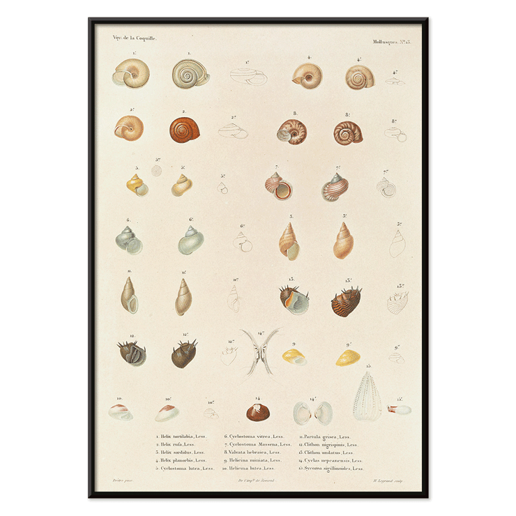 Illustration of sea shells from Voyage autour du monde by Louis-Isidore Duperrey Poster showcasing various sea shells from Voyage autour du monde Pl.058 Sea Shells by Louis-Isidore Duperrey