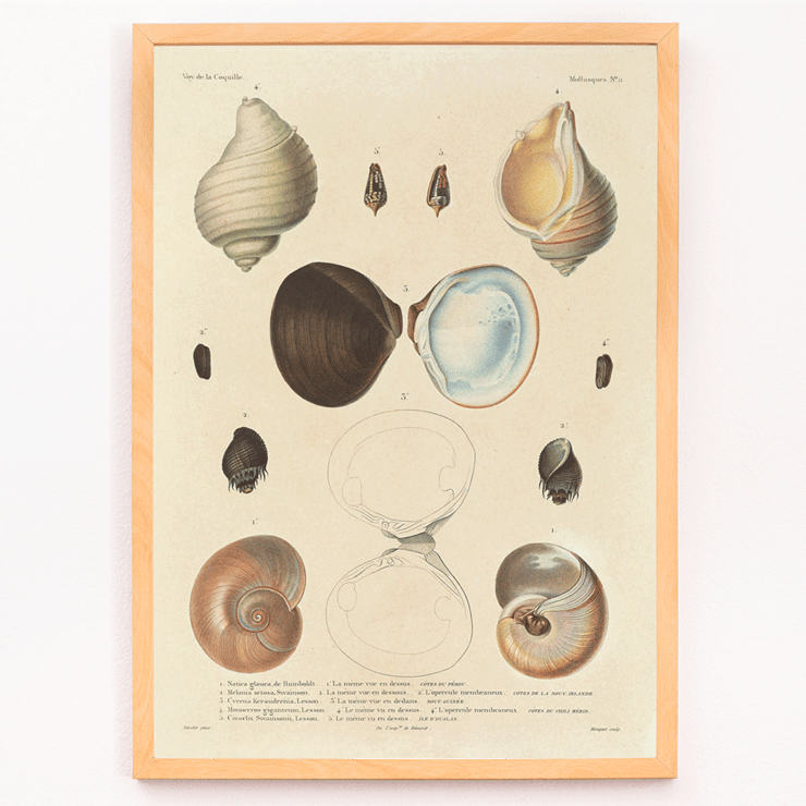 Sea shell illustrations by Louis-Isidore Duperrey from Voyage autour du monde Pl.056 Poster illustrating various sea shells from Voyage autour du monde Pl.056 - Sea Shells by Louis-Isidore Duperrey.