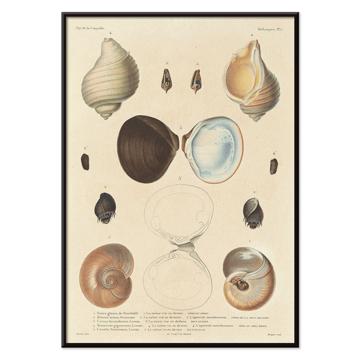 Sea shell illustrations by Louis-Isidore Duperrey from Voyage autour du monde Pl.056 Poster illustrating various sea shells from Voyage autour du monde Pl.056 - Sea Shells by Louis-Isidore Duperrey.