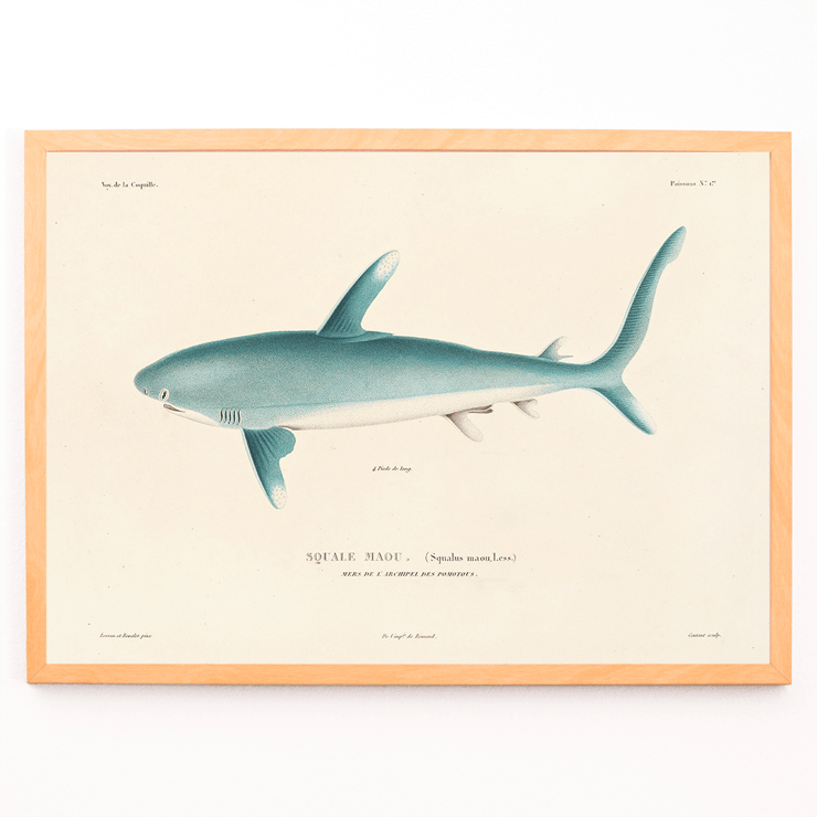 Illustration of a shark by Louis-Isidore Duperrey from Voyage autour du monde Pl.008 Poster of a shark illustration by Louis-Isidore Duperrey titled Voyage autour du monde Pl.008.