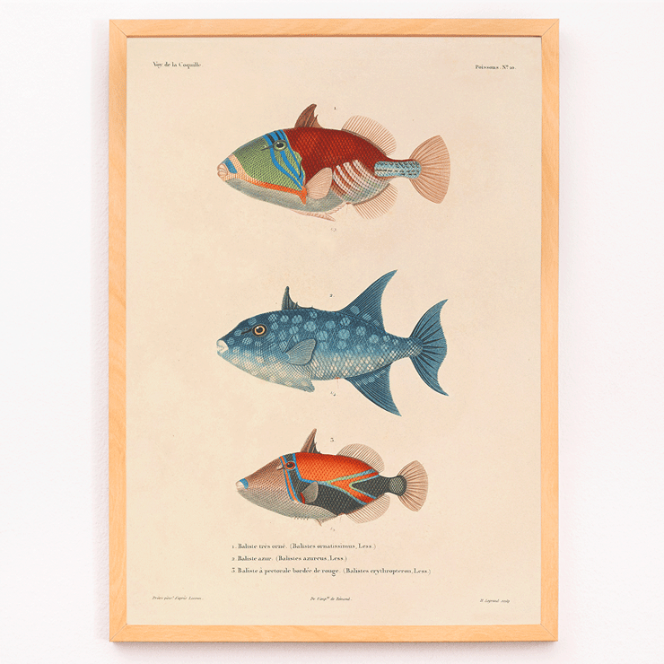 Illustration of three vibrant fish by Louis-Isidore Duperrey titled Voyage autour du monde Pl.017 Poster depicting three colorful fish illustrations from Voyage autour du monde Pl.017 by Louis-Isidore Duperrey.