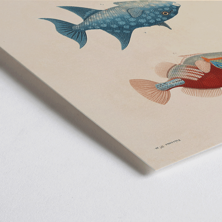 Illustration of three vibrant fish by Louis-Isidore Duperrey titled Voyage autour du monde Pl.017 Poster depicting three colorful fish illustrations from Voyage autour du monde Pl.017 by Louis-Isidore Duperrey.