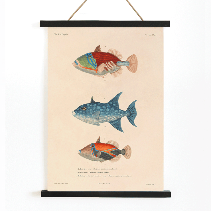 Illustration of three vibrant fish by Louis-Isidore Duperrey titled Voyage autour du monde Pl.017 Poster depicting three colorful fish illustrations from Voyage autour du monde Pl.017 by Louis-Isidore Duperrey.