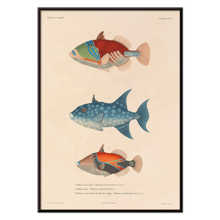 Illustration of three vibrant fish by Louis-Isidore Duperrey titled Voyage autour du monde Pl.017 Poster depicting three colorful fish illustrations from Voyage autour du monde Pl.017 by Louis-Isidore Duperrey.