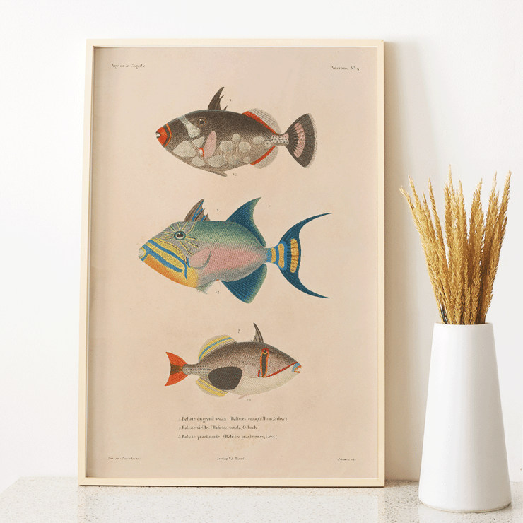 Colorful fish illustrations by Louis-Isidore Duperrey from Voyage autour du monde Pl.016 Poster of colorful fish illustrations from Voyage autour du monde Pl.016 by Louis-Isidore Duperrey