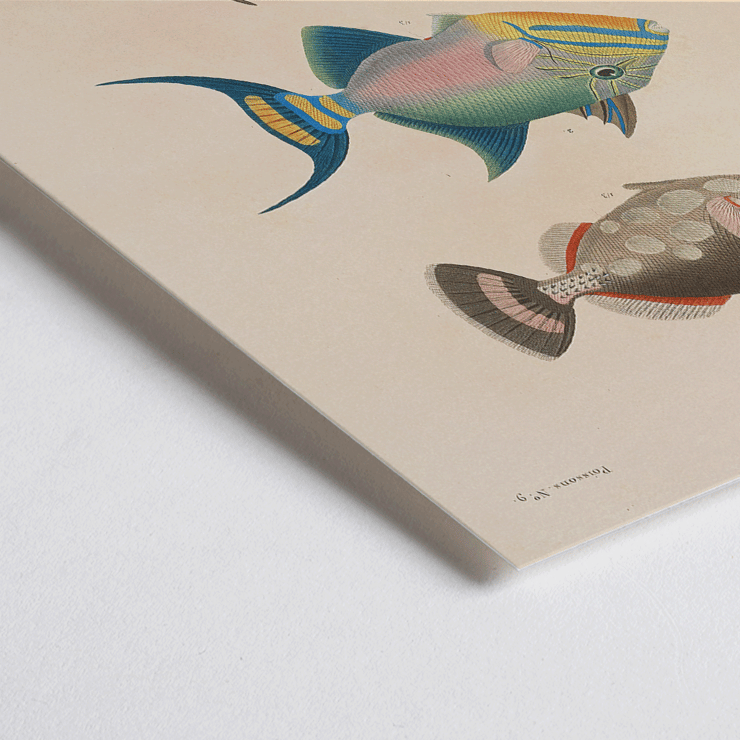 Colorful fish illustrations by Louis-Isidore Duperrey from Voyage autour du monde Pl.016 Poster of colorful fish illustrations from Voyage autour du monde Pl.016 by Louis-Isidore Duperrey