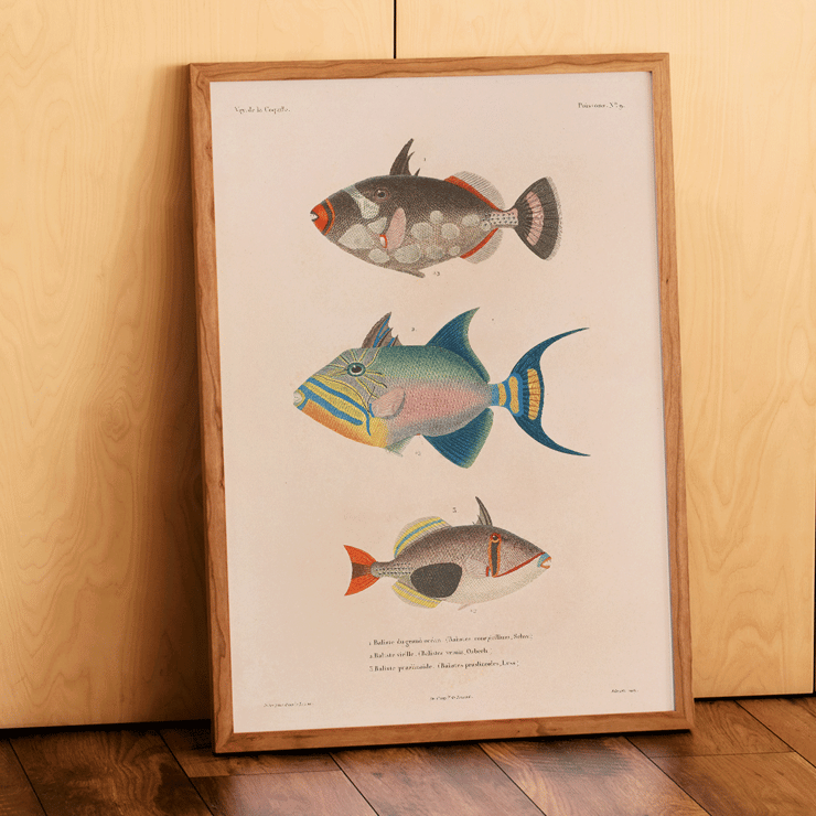 Colorful fish illustrations by Louis-Isidore Duperrey from Voyage autour du monde Pl.016 Poster of colorful fish illustrations from Voyage autour du monde Pl.016 by Louis-Isidore Duperrey