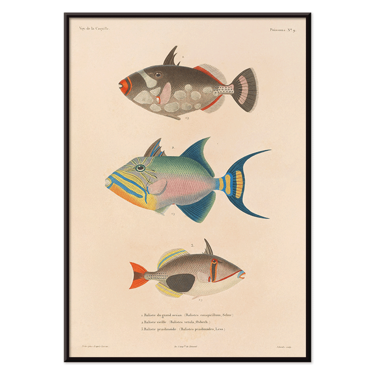Colorful fish illustrations by Louis-Isidore Duperrey from Voyage autour du monde Pl.016 Poster of colorful fish illustrations from Voyage autour du monde Pl.016 by Louis-Isidore Duperrey