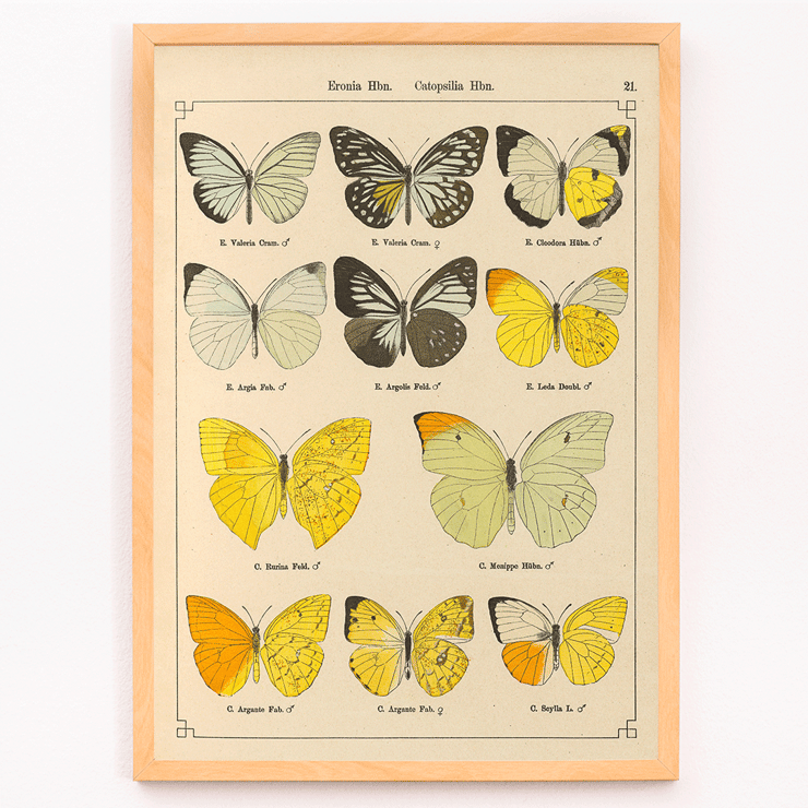 Illustration of exotic butterflies by Otto Staudinger titled Exotic Butterflies Pl.021 Poster depicting various species of butterflies titled Exotic butterflies Pl021 by Otto Staudinger in detailed colorful illustrations.