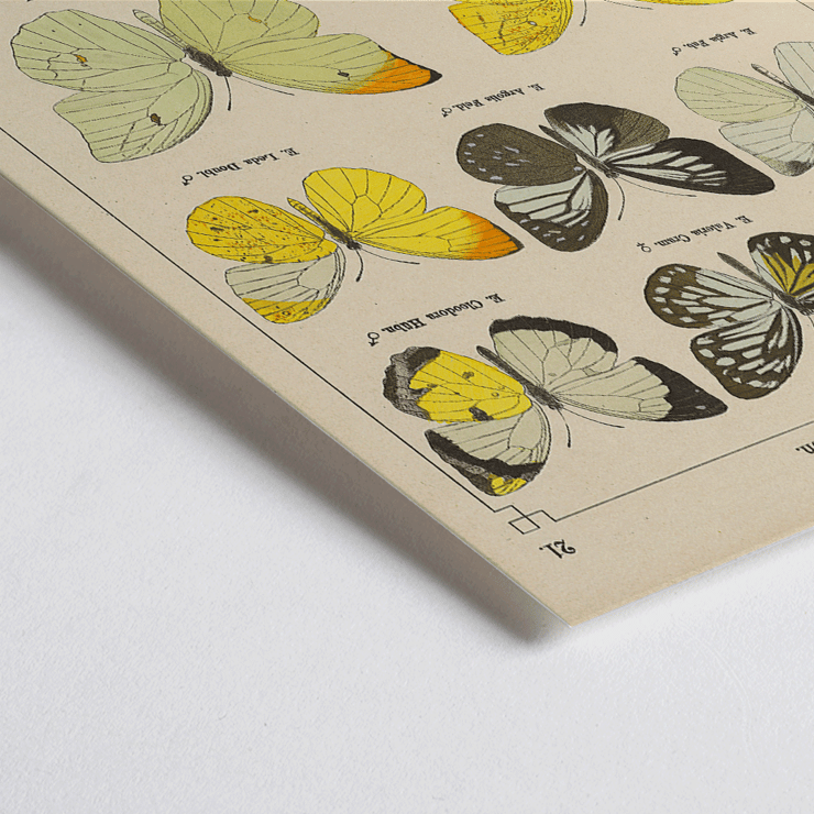 Illustration of exotic butterflies by Otto Staudinger titled Exotic Butterflies Pl.021 Poster depicting various species of butterflies titled Exotic butterflies Pl021 by Otto Staudinger in detailed colorful illustrations.