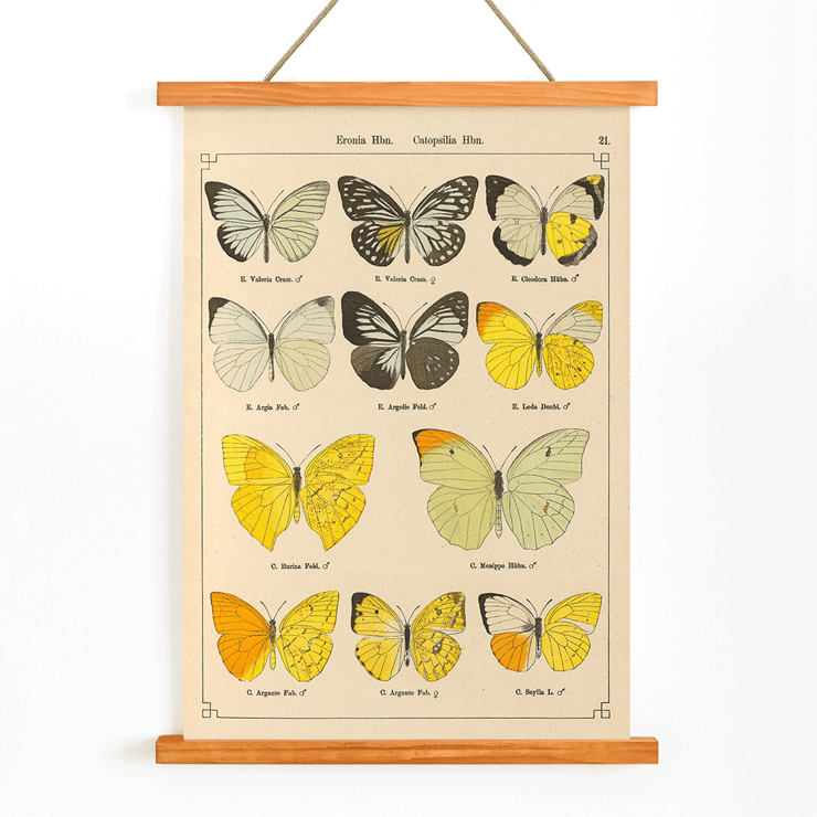 Illustration of exotic butterflies by Otto Staudinger titled Exotic Butterflies Pl.021 Poster depicting various species of butterflies titled Exotic butterflies Pl021 by Otto Staudinger in detailed colorful illustrations.