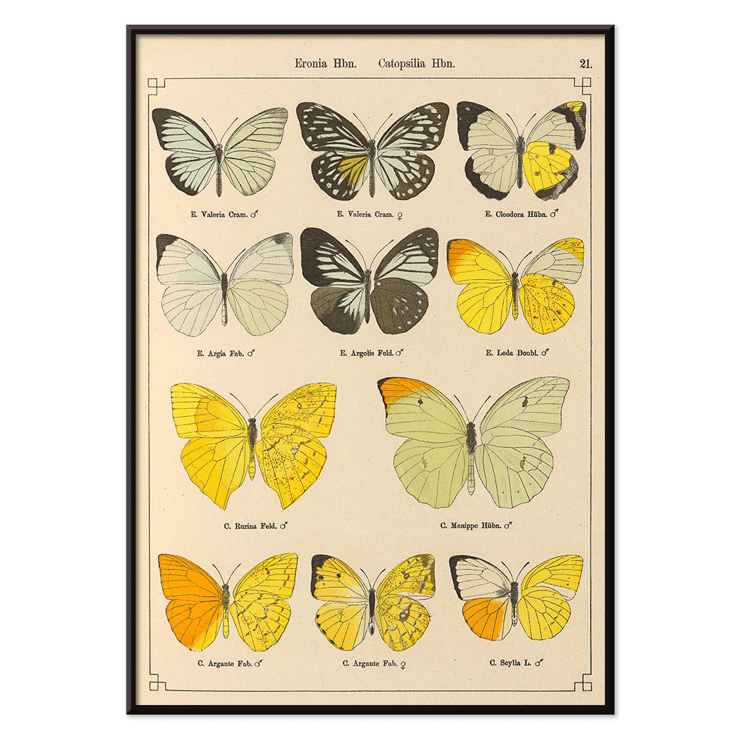 Illustration of exotic butterflies by Otto Staudinger titled Exotic Butterflies Pl.021 Poster depicting various species of butterflies titled Exotic butterflies Pl021 by Otto Staudinger in detailed colorful illustrations.