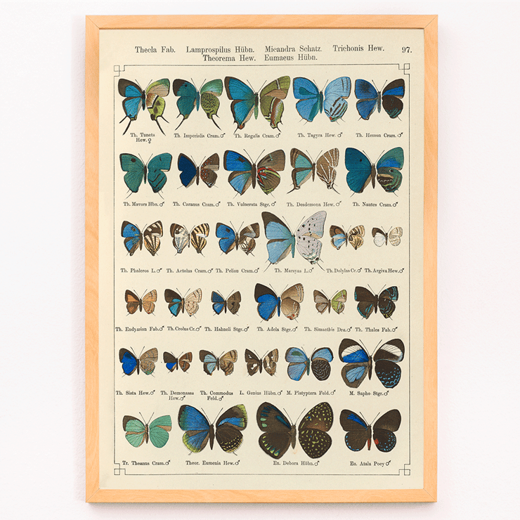 Colorful butterfly illustration Exotic butterflies Pl.097 by Otto Staudinger Poster showing various species of butterflies in vibrant colors from the artwork Exotic butterflies Pl.097 by Otto Staudinger.