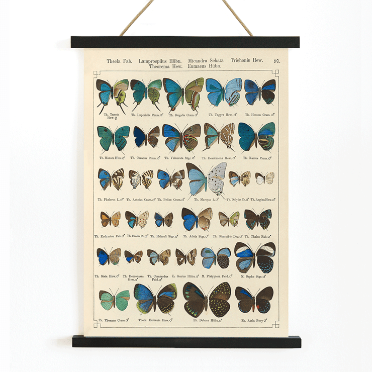 Colorful butterfly illustration Exotic butterflies Pl.097 by Otto Staudinger Poster showing various species of butterflies in vibrant colors from the artwork Exotic butterflies Pl.097 by Otto Staudinger.