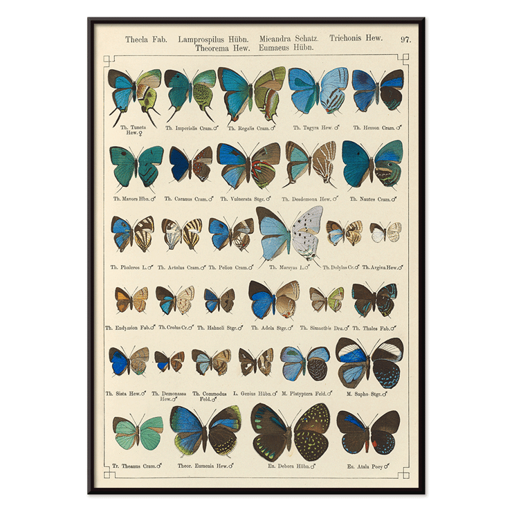 Colorful butterfly illustration Exotic butterflies Pl.097 by Otto Staudinger Poster showing various species of butterflies in vibrant colors from the artwork Exotic butterflies Pl.097 by Otto Staudinger.