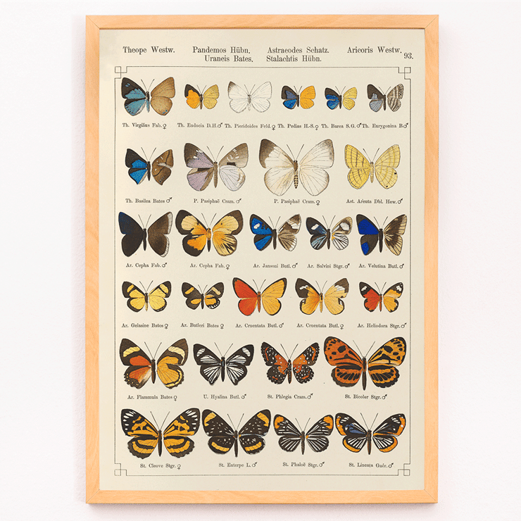 Colorful exotic butterflies illustrated by Otto Staudinger in Exotic butterflies Pl.093 Poster of various butterfly species in intricate detail titled Exotic butterflies Pl.093 by Otto Staudinger artist.