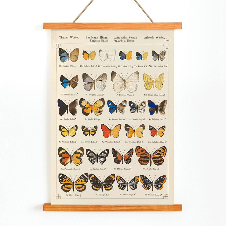 Colorful exotic butterflies illustrated by Otto Staudinger in Exotic butterflies Pl.093 Poster of various butterfly species in intricate detail titled Exotic butterflies Pl.093 by Otto Staudinger artist.
