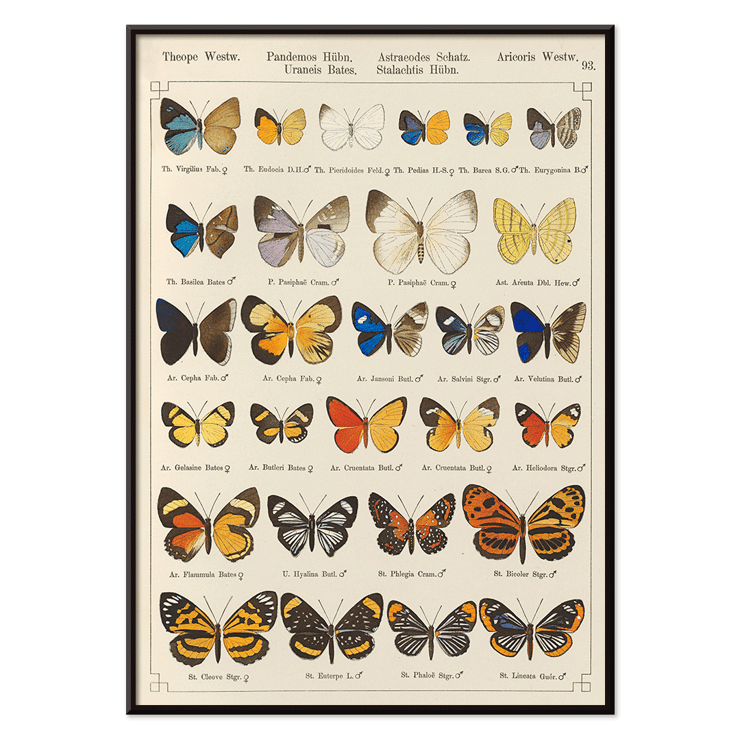 Colorful exotic butterflies illustrated by Otto Staudinger in Exotic butterflies Pl.093 Poster of various butterfly species in intricate detail titled Exotic butterflies Pl.093 by Otto Staudinger artist.
