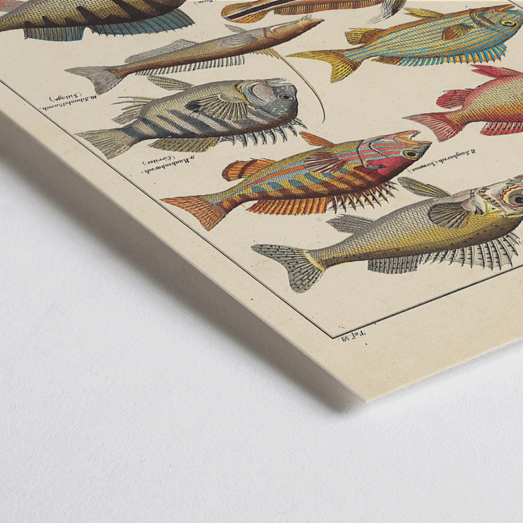 Colorful fish illustrations from General Natural History for All Classes PI.048 by Lorenz Oken Poster of various colorful fish illustrations by Lorenz Oken titled General Natural History for All Classes PI.048.