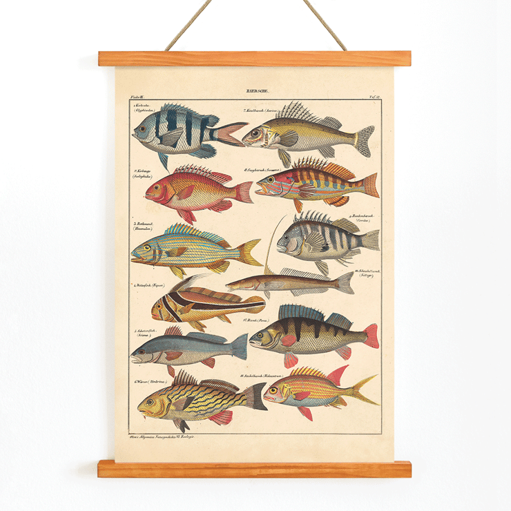Colorful fish illustrations from General Natural History for All Classes PI.048 by Lorenz Oken Poster of various colorful fish illustrations by Lorenz Oken titled General Natural History for All Classes PI.048.