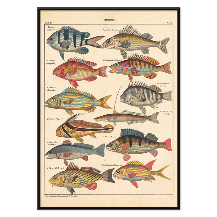 Colorful fish illustrations from General Natural History for All Classes PI.048 by Lorenz Oken Poster of various colorful fish illustrations by Lorenz Oken titled General Natural History for All Classes PI.048.